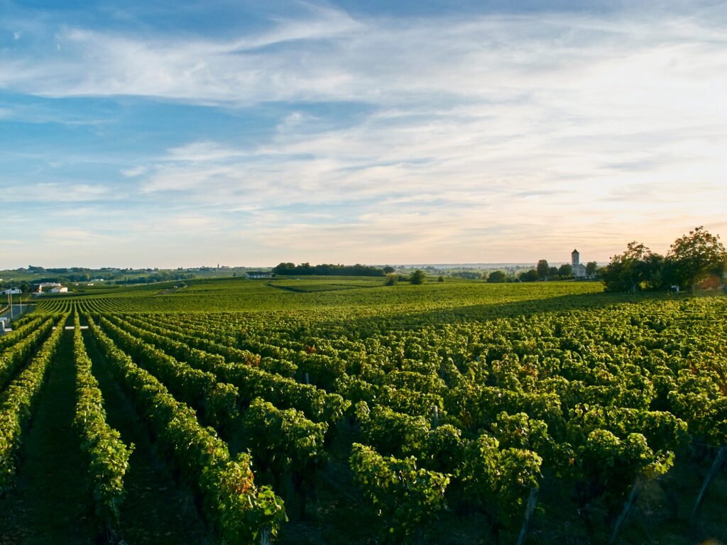 Vineyard, Bordeaux, France